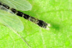 Isocladius