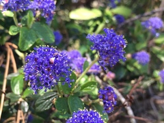Ceanothus lemmonii