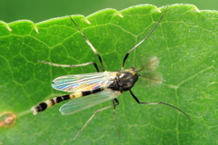 Isocladius