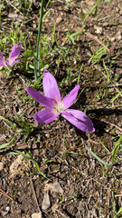 Colchicum filifolium
