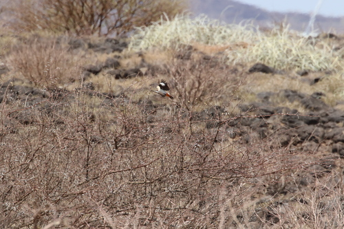 White-headed Buffalo Weaver (Dinemellia dinemelli), photo 10