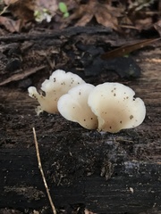 Hohenbuehelia angustata