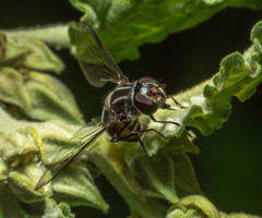 Pseudoscaeva meridionalis