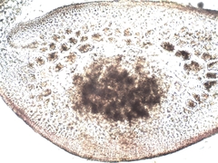 Ahnfeltiopsis devoniensis