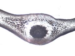 Ahnfeltiopsis devoniensis