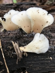 Hohenbuehelia angustata
