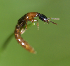 Oxybleptes kiteleyi