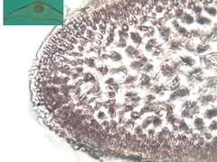 Ahnfeltiopsis devoniensis