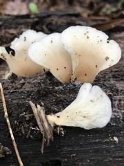 Hohenbuehelia angustata