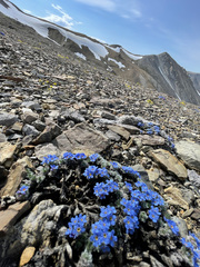 Eritrichium chamissonis