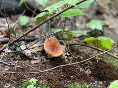 Russula aurea