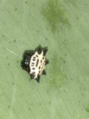 Gasteracantha cancriformis