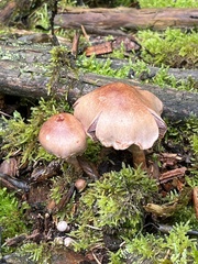 Cortinarius spilomeus