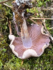 Cortinarius spilomeus