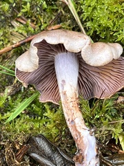 Cortinarius spilomeus