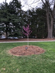 Cercis chinensis