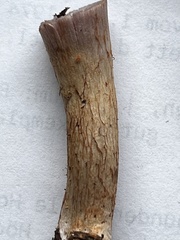 Cortinarius spilomeus