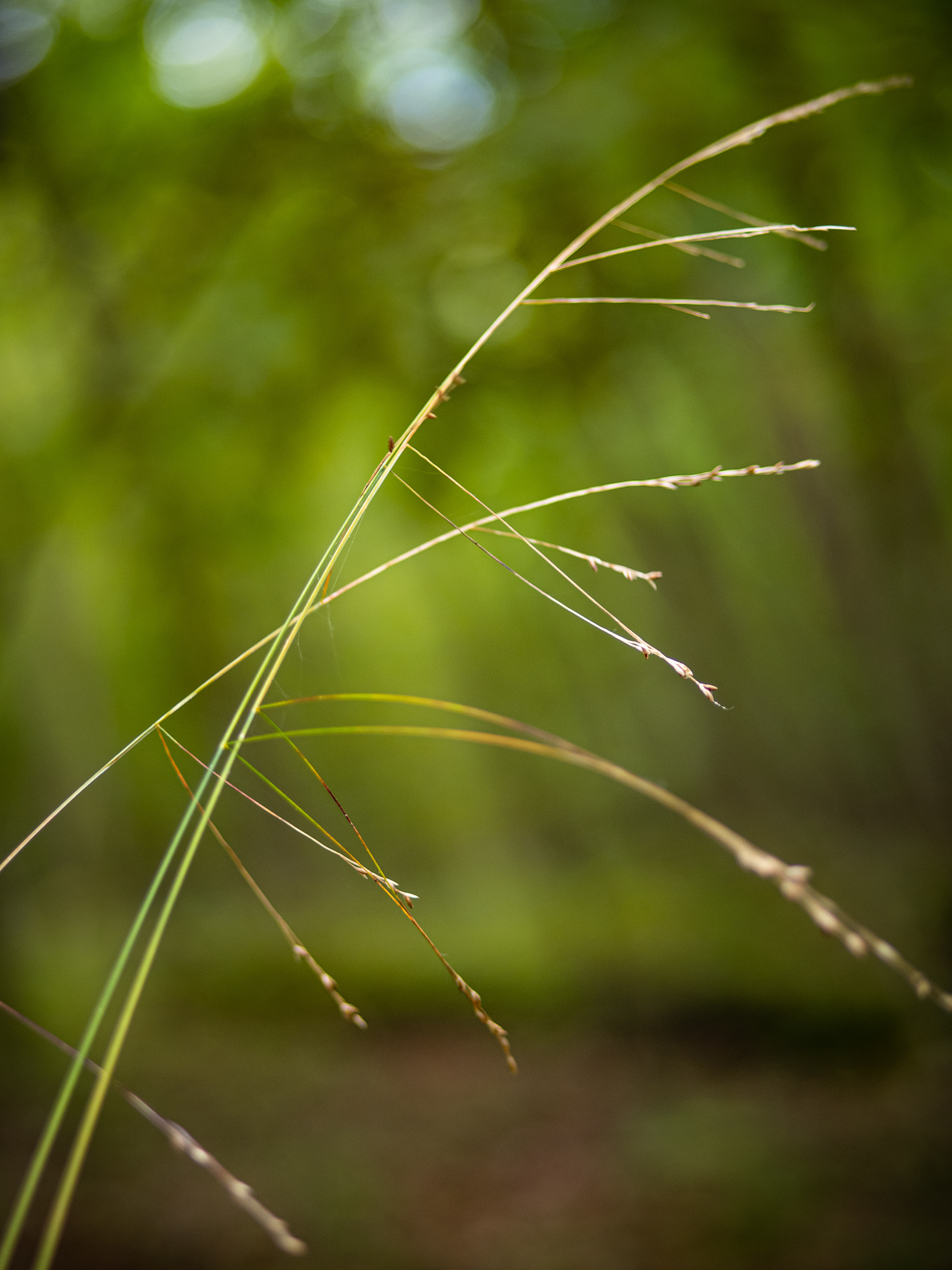 Festuca subverticillata