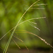 Festuca subverticillata - Photo (c) Erik Danielsen,  זכויות יוצרים חלקיות (CC BY-NC), הועלה על ידי Erik Danielsen