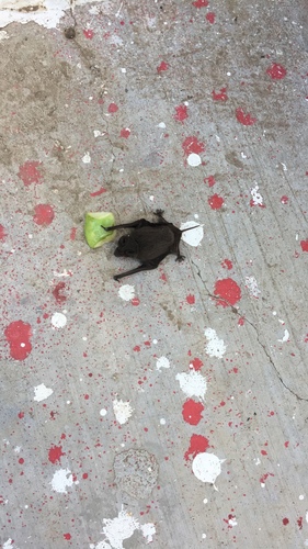 Molossidae