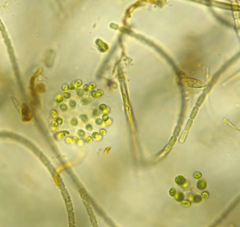Dictyosphaerium