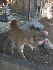 Puma concolor