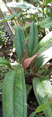 Anthurium andraeanum
