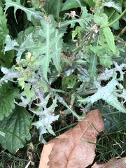 Golovinomyces sonchicola