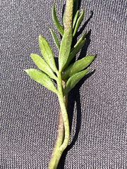 Cardamine digitata
