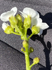 Cardamine digitata
