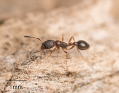 Cardiocondyla mauritanica