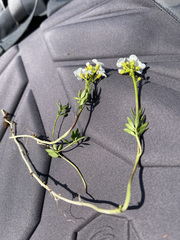 Cardamine digitata