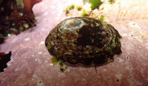 Tortoiseshell Limpet