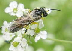 Tenthredo zonula