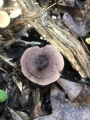 Lactarius imperceptus
