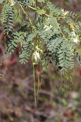 Sesbania formosa