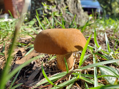 Tylopilus badiceps