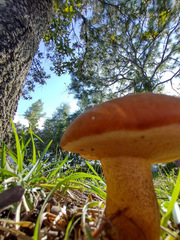 Tylopilus badiceps