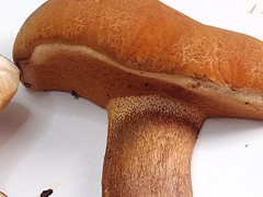 Tylopilus badiceps