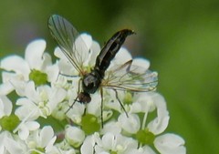 Empis nigritarsis