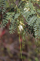 Sesbania formosa
