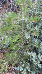 Pinus monophylla