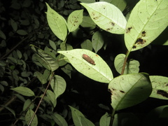 Cryptaspasma querula