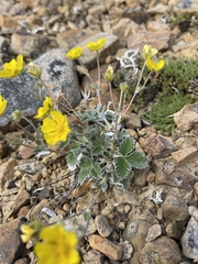 Potentilla crebridens hemicryophila