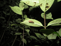 Cryptaspasma querula