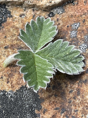 Potentilla crebridens hemicryophila