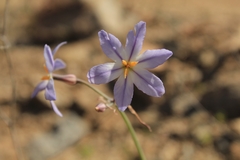 Leucocoryne appendiculata