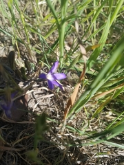 Brodiaea filifolia