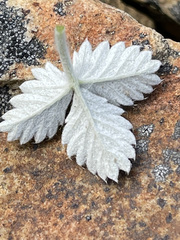 Potentilla crebridens hemicryophila