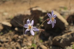 Leucocoryne appendiculata